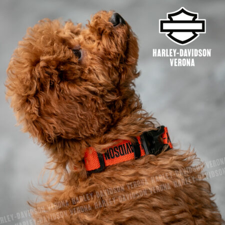 Collare per cani Harley-Davidson® Text Orange